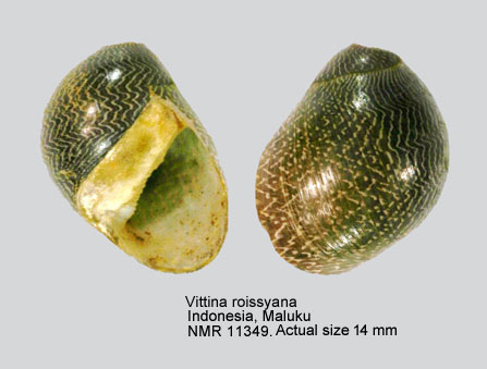 Vittina roissyana (4).jpg - Vittina roissyana (Récluz,1841)